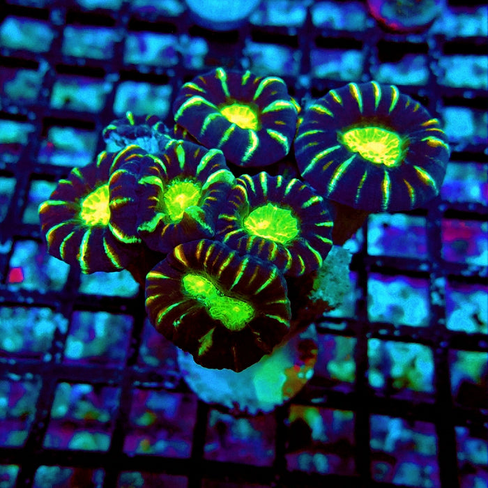 Caulastrea Coral Premium