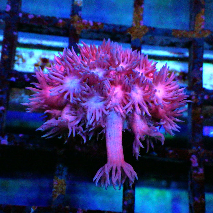 Goniopora Super Ultra