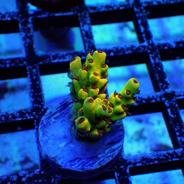 REx Super Yellow Pikachu