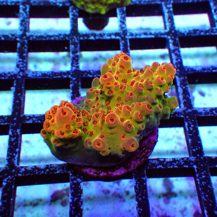 Gold Red Phoenix