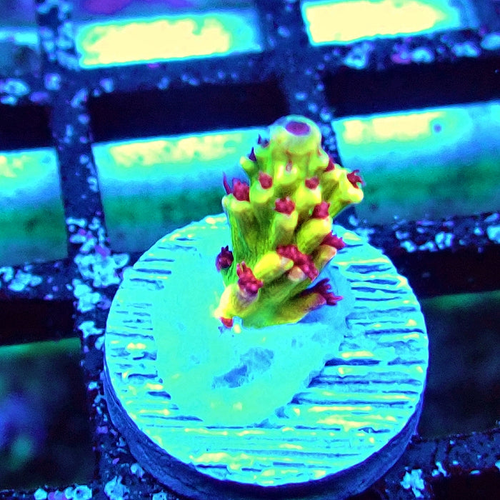 REx Xfinity Confetti Acro