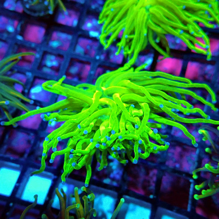 Euphyllia Ultra Green Torch