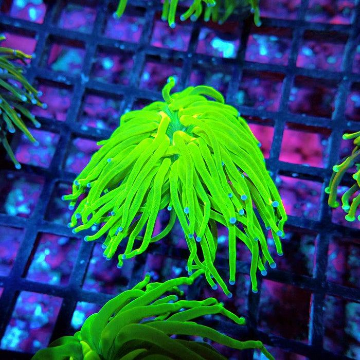 Euphyllia Ultra Green Torch