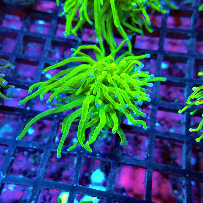 Euphyllia Ultra Green Torch