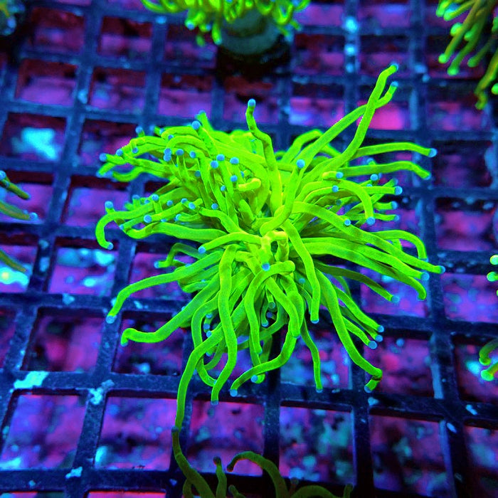 Euphyllia Ultra Green Torch