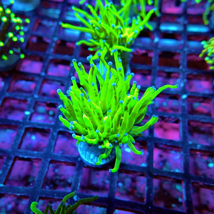 Euphyllia Ultra Green Torch