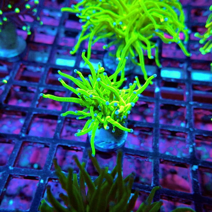 Euphyllia Ultra Green Torch