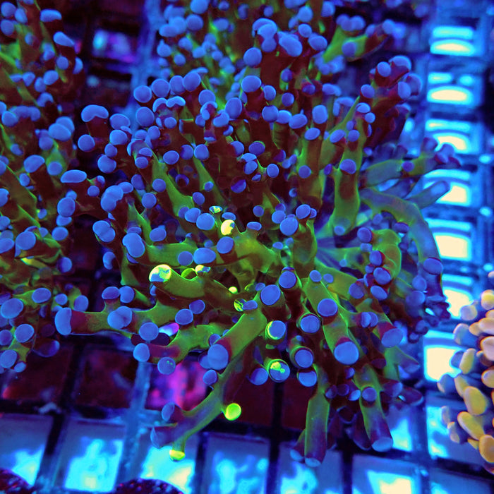Euphyllia Frog Spawn Blueberry Grade B