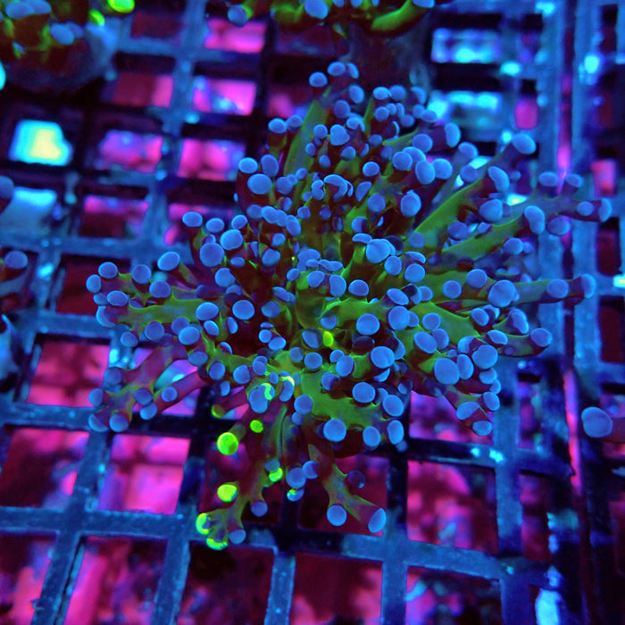 Euphyllia Frog Spawn Blueberry Grade B