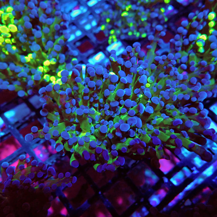 Euphyllia Frog Spawn Blueberry Grade B