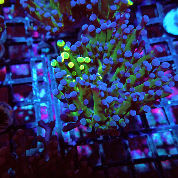 Euphyllia Frog Spawn Blueberry Grade B