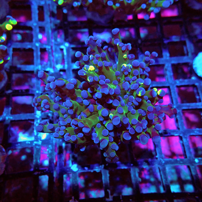 Euphyllia Frog Spawn Blueberry Grade B