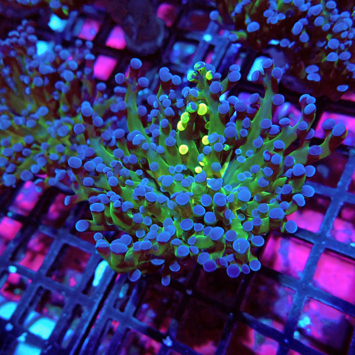 Euphyllia Frog Spawn Blueberry Grade B