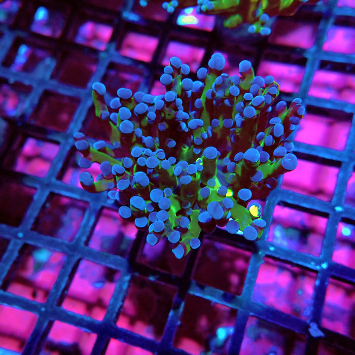 Euphyllia Frog Spawn Blueberry Grade B