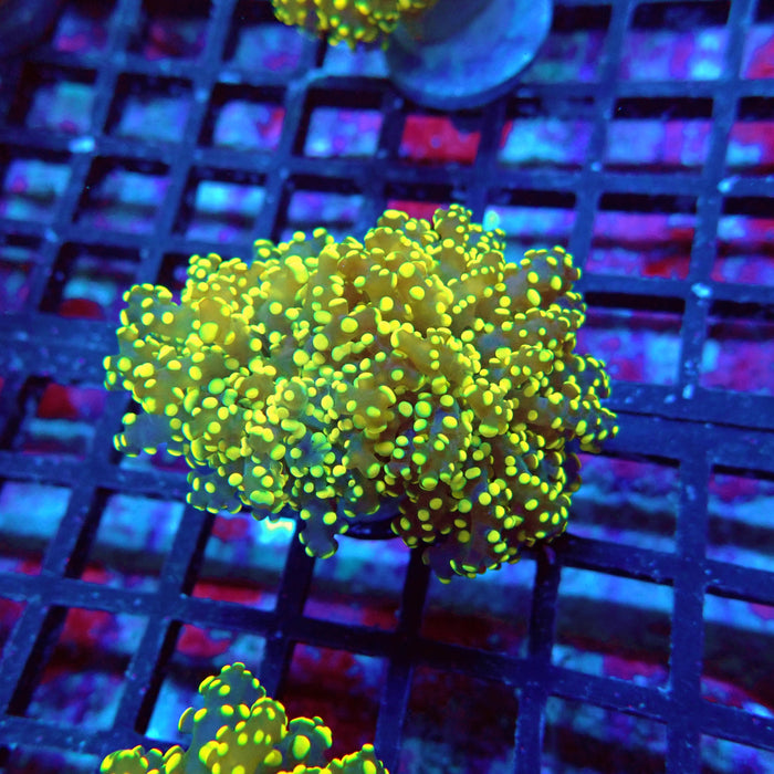 Euphyllia Yellow Green Frogspawn Premium