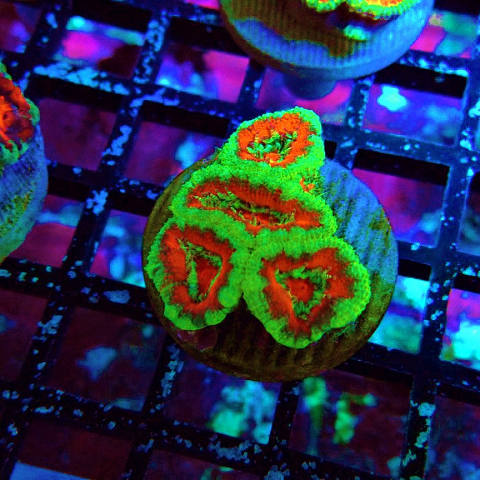Acan Lord Ultra Frag