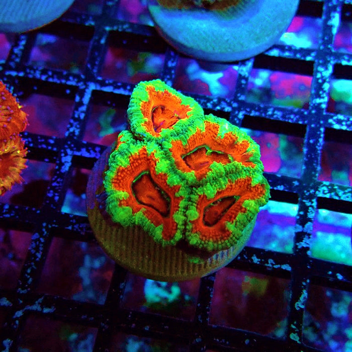 Acan Lord Ultra Frag