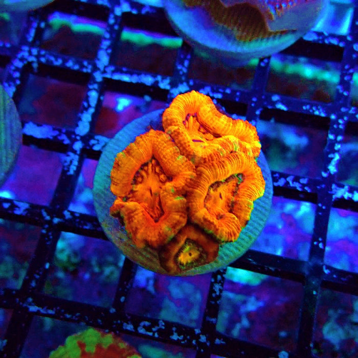 Acan Lord Ultra Frag