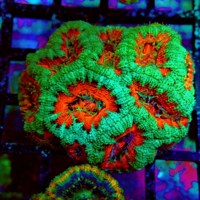 Acan Lord Coral Colony