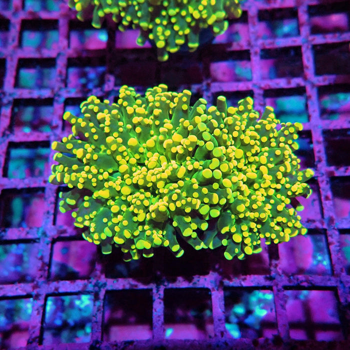 Yellow Frogspawn Euphyllia