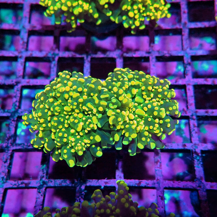 Yellow Frogspawn Euphyllia