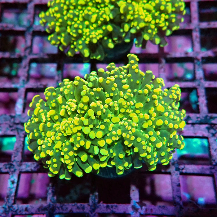 Yellow Frogspawn Euphyllia