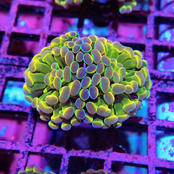 Premium Hologram Branch Hammer Euphyllia