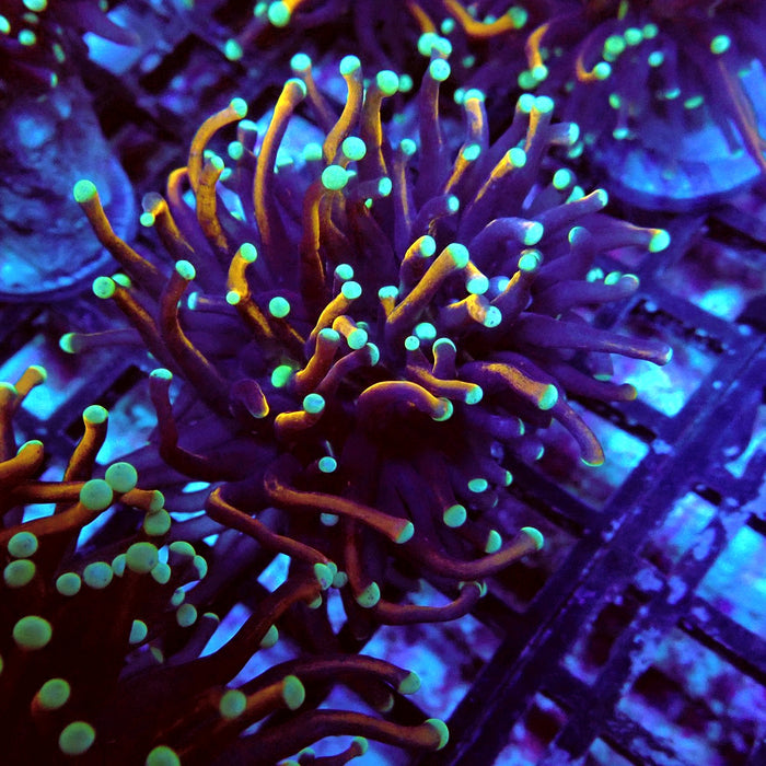 Gold-Black Torch with Green Tips