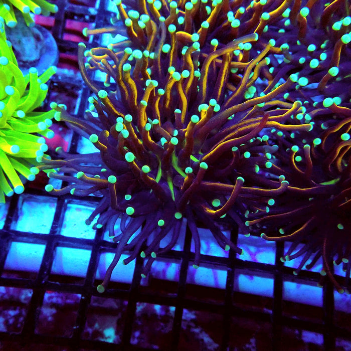 Gold-Black Torch with Green Tips