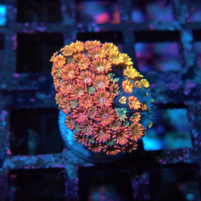 Goniopora Ultra Frag
