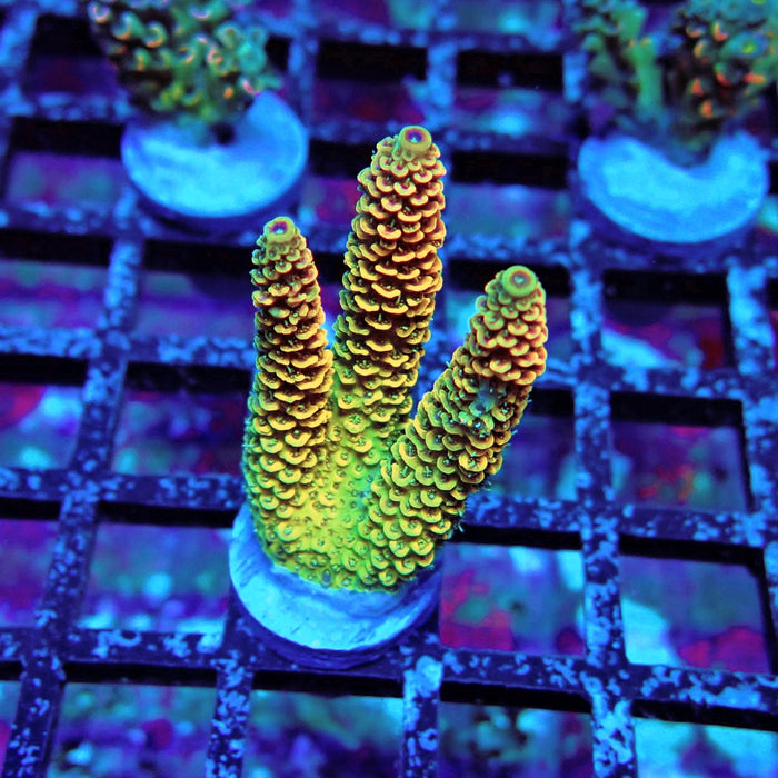 Rainbow Millepora Acro