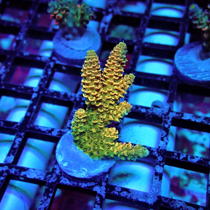 Rainbow Millepora Acro
