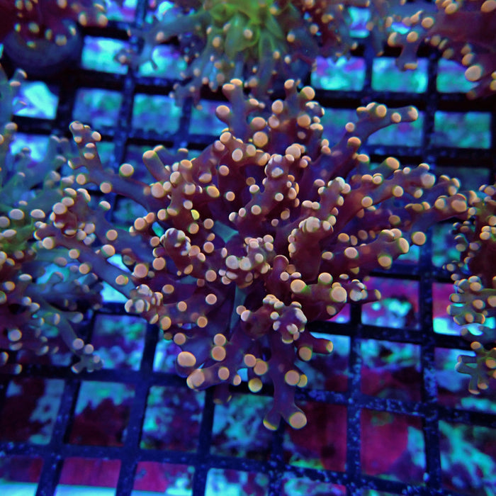 Pink Contrast Octospawn Euphyllia