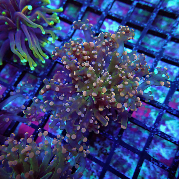 Pink Green Octospawn Euphyllia