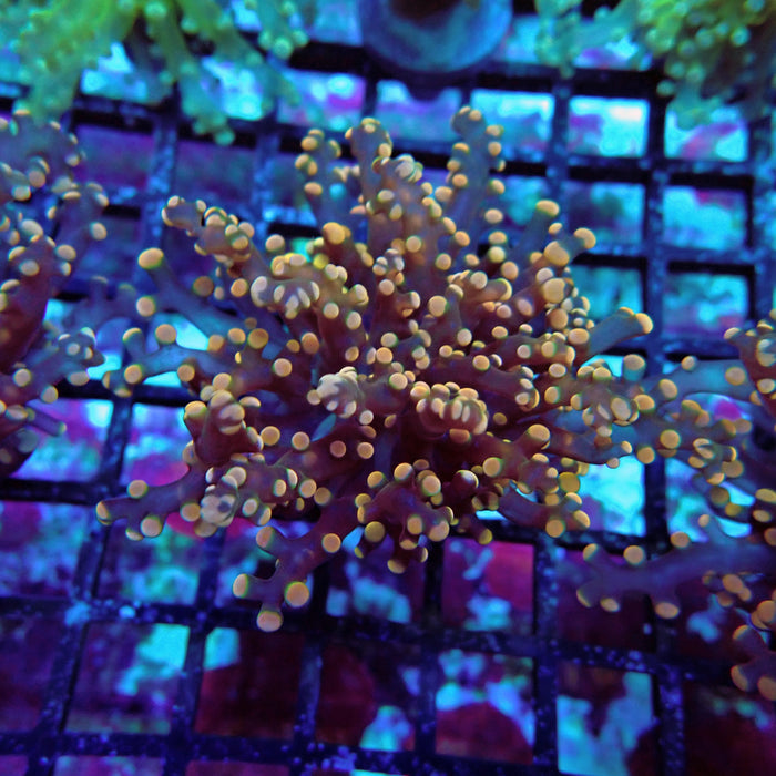 Pink Contrast Octospawn Euphyllia