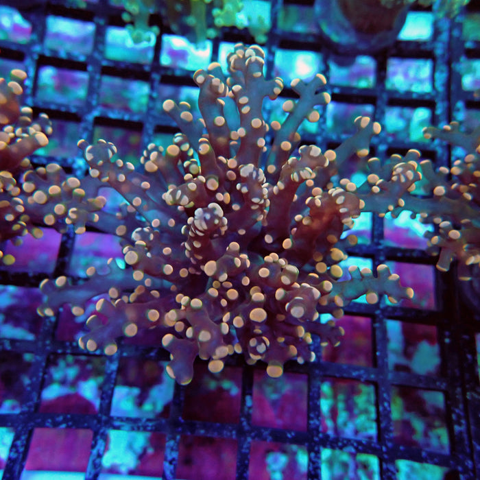 Pink Contrast Octospawn Euphyllia
