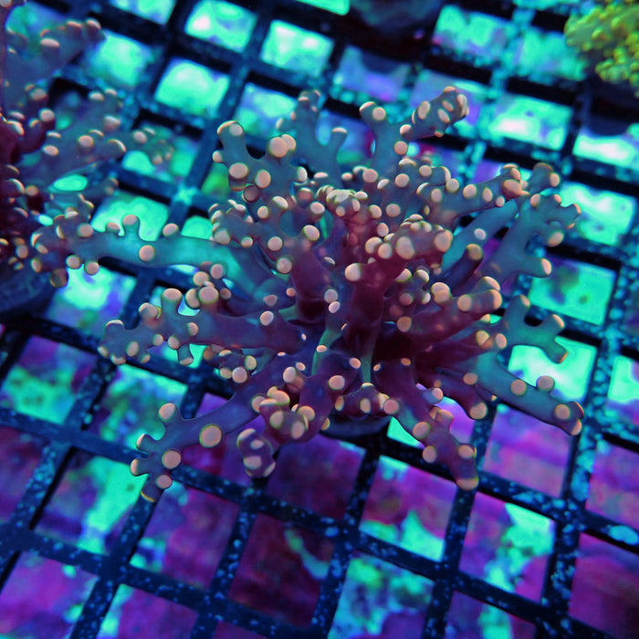 Pink Contrast Octospawn Euphyllia