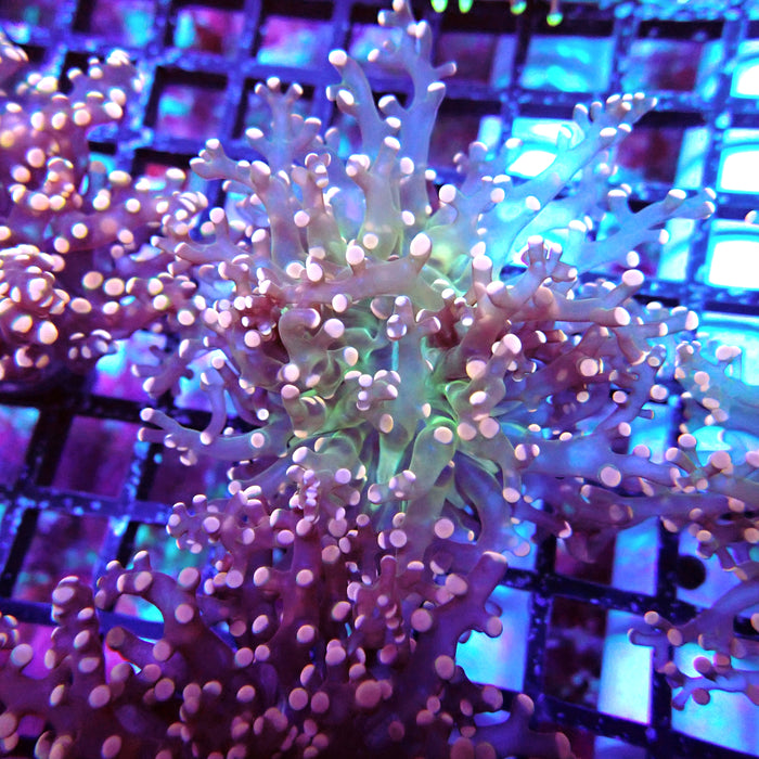 Pink Green Octospawn Euphyllia