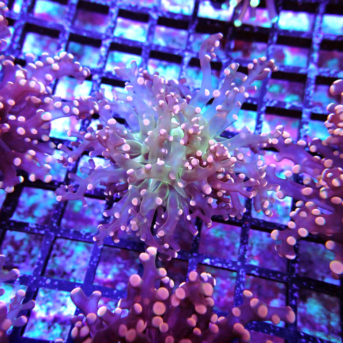 Pink Green Octospawn Euphyllia