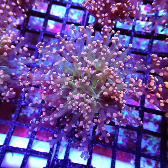 Pink Green Octospawn Euphyllia