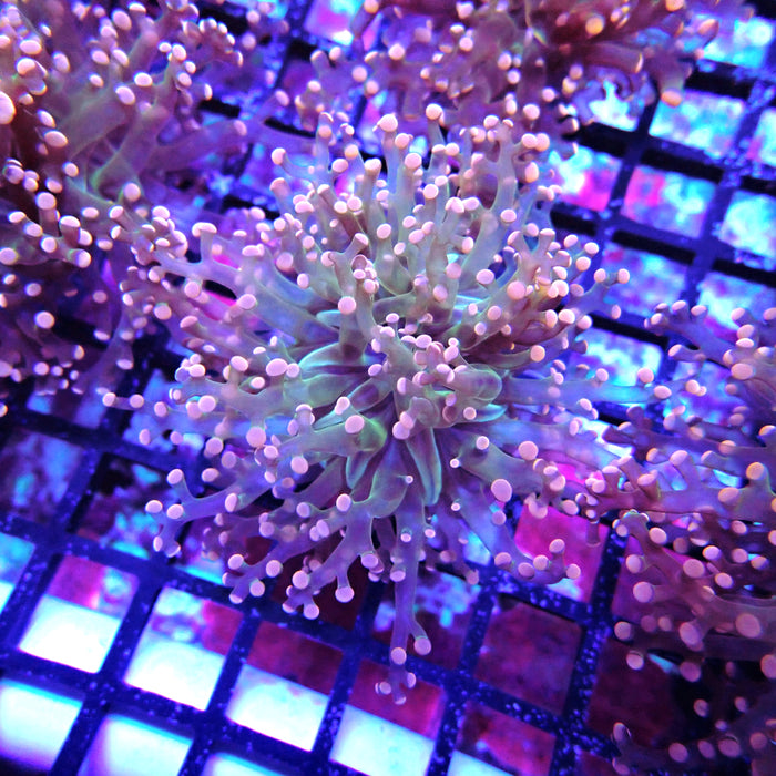 Pink Green Octospawn Euphyllia