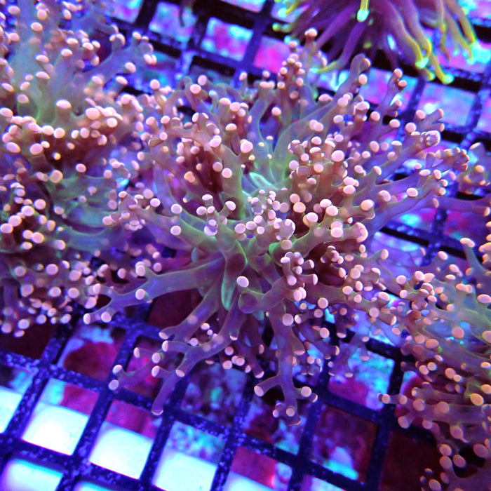 Pink Green Octospawn Euphyllia