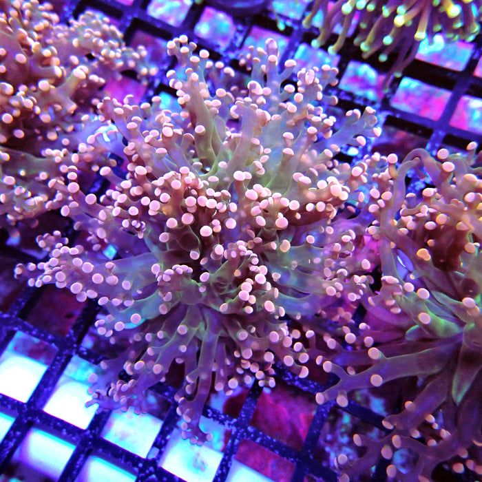Pink Green Octospawn Euphyllia