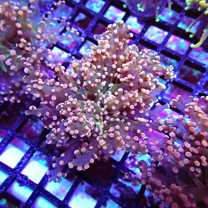 Pink Green Octospawn Euphyllia