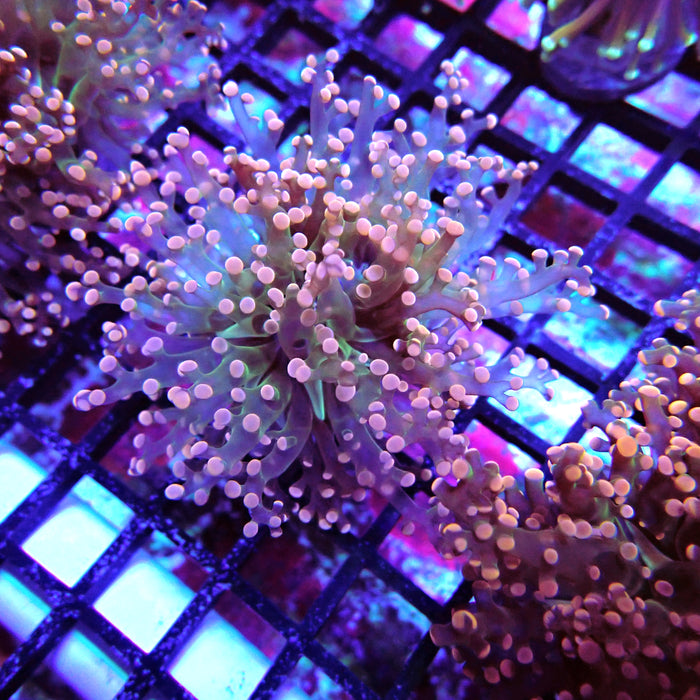 Pink Green Octospawn Euphyllia