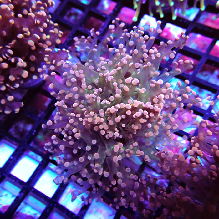 Pink Green Octospawn Euphyllia