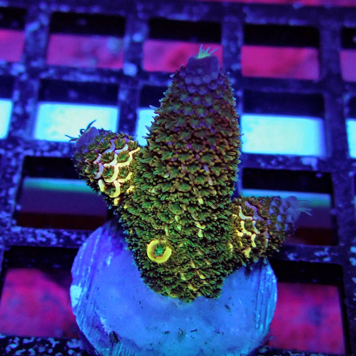 Gold Blue Millepora Acro
