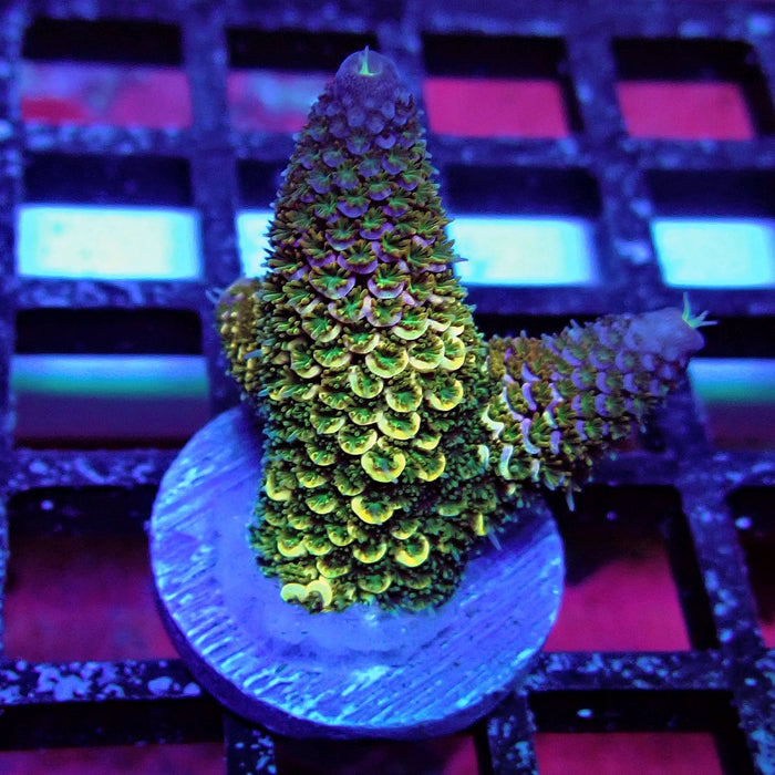 Gold Blue Millepora Acro