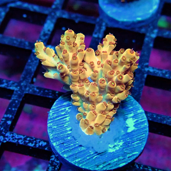 Orange Microclados Acro