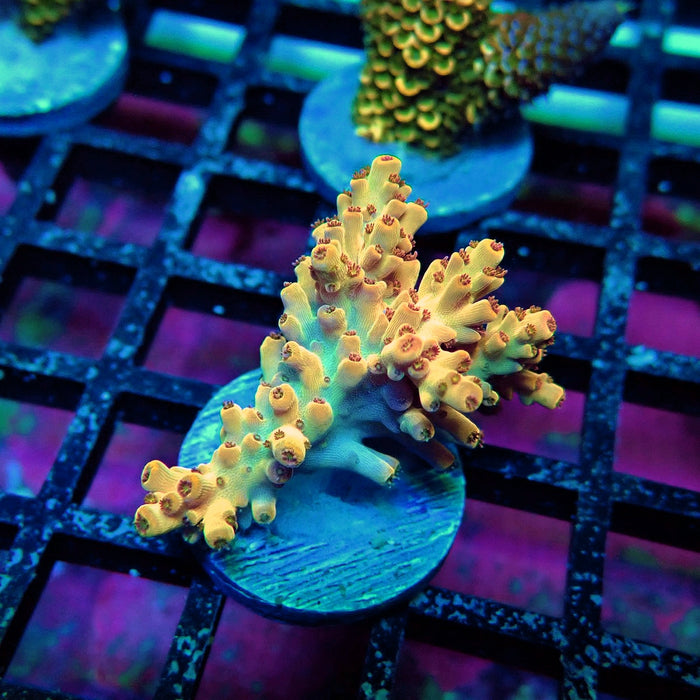 Orange Microclados Acro